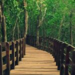 Mangrove forest boardwalk in Honnavar showcasing unique estuarine ecosystems and coastal biodiversity