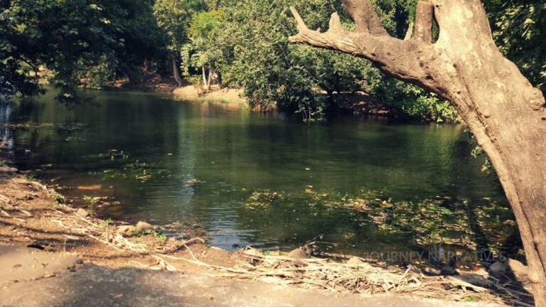 Forest and river landscapes in India showcasing natural ecosystems shaped by flowing water and time