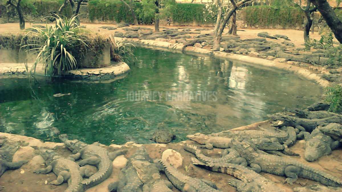 Crocodile Bank