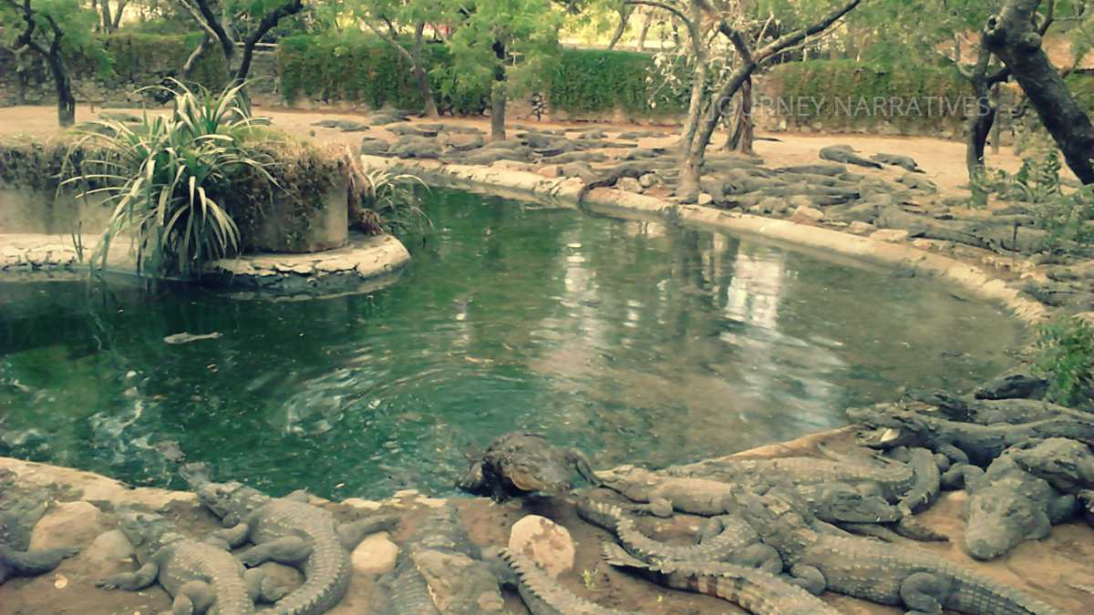 Crocodiles at Madras Crocodile Bank near Chennai, one of India's leading reptile conservation centers