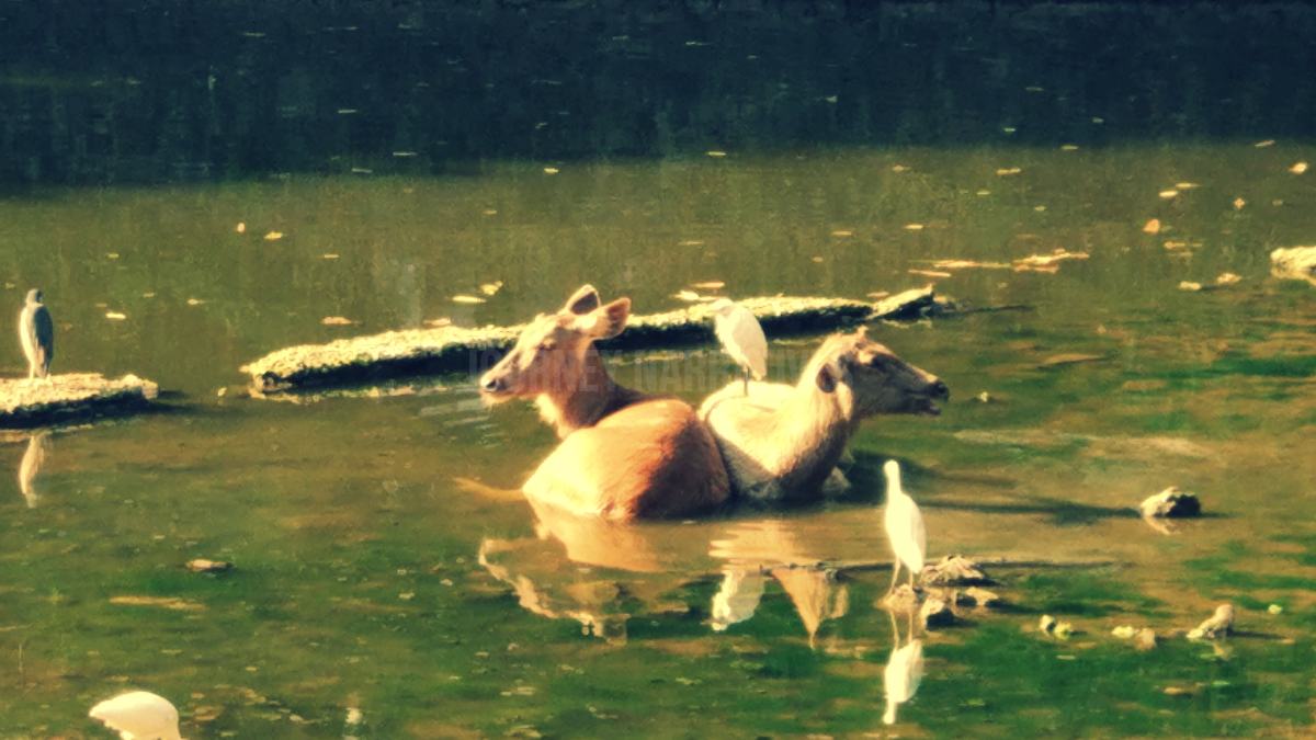 Byculla Zoo Mumbai