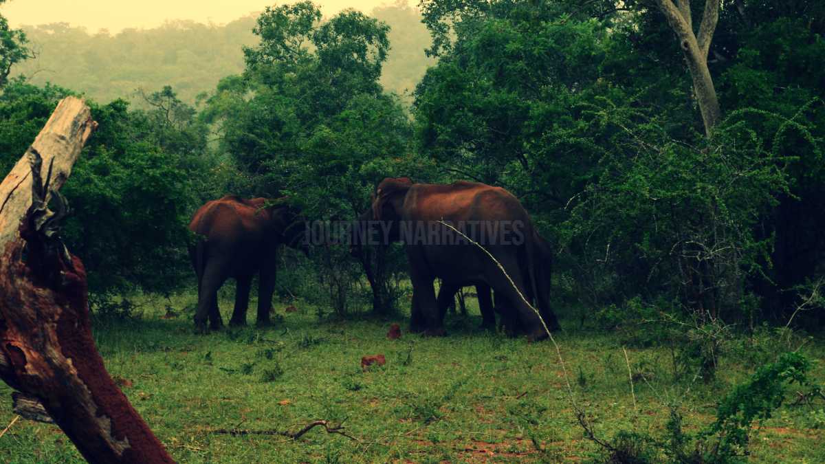 Wildlife and Nature Travel Experiences in India
