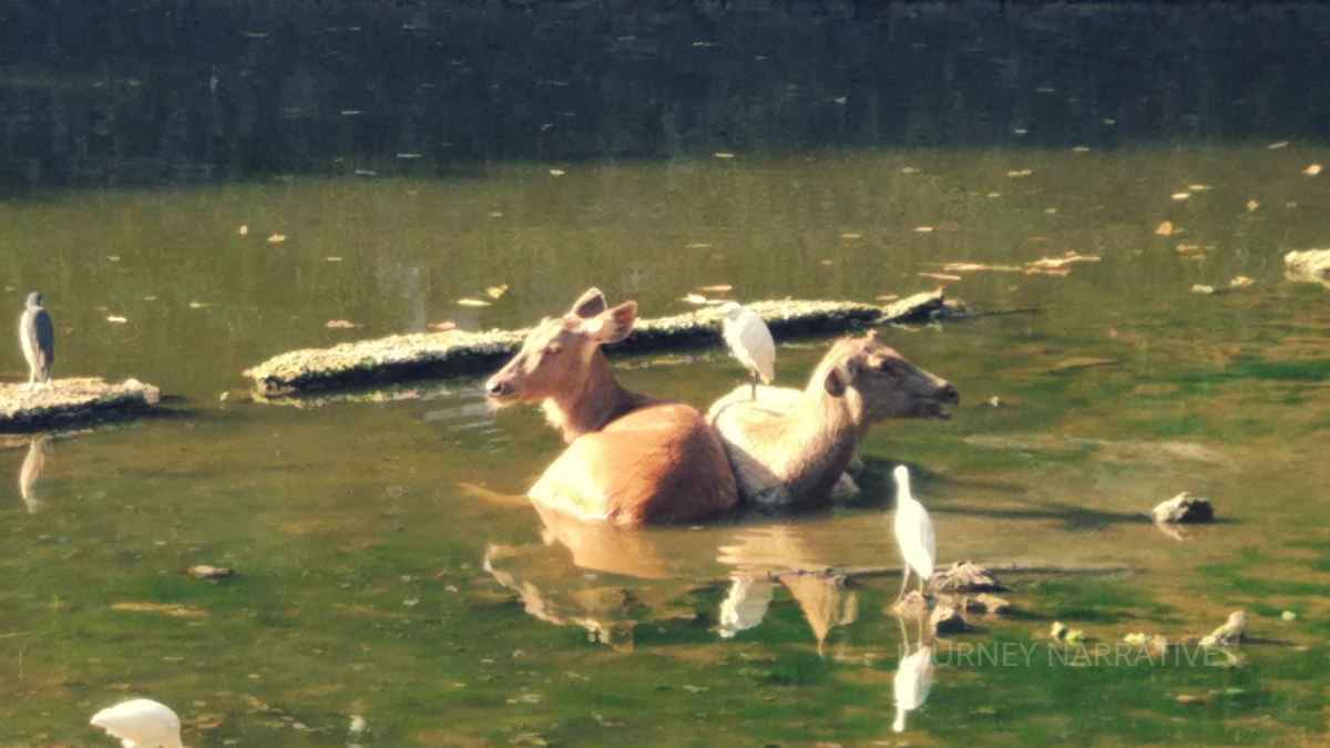 Animals bathing in a pond at Byculla Zoo, one of Mumbai's oldest zoological parks