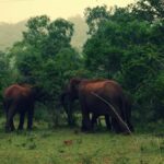 Elephants roaming inside the forests of Masinagudi, one of South India's notable wildlife destinations