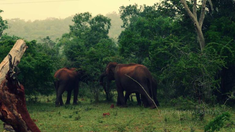 Elephants roaming inside the forests of Masinagudi, one of South India's notable wildlife destinations