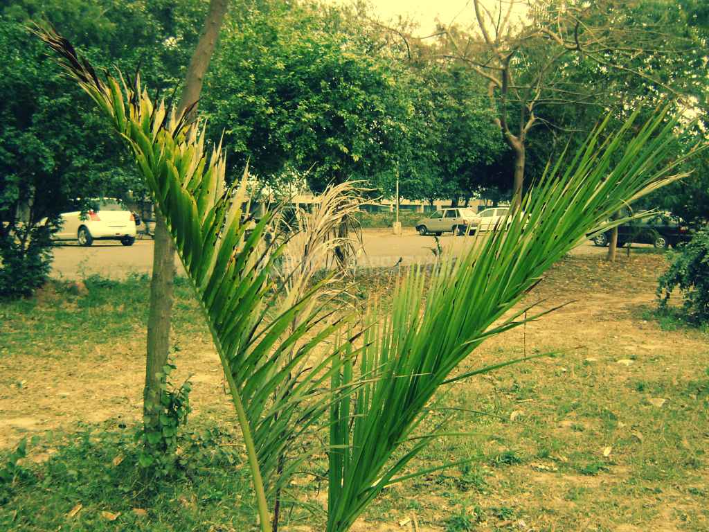 sectors of Chandigarh