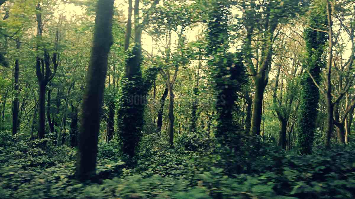 Coffee Plantations in India