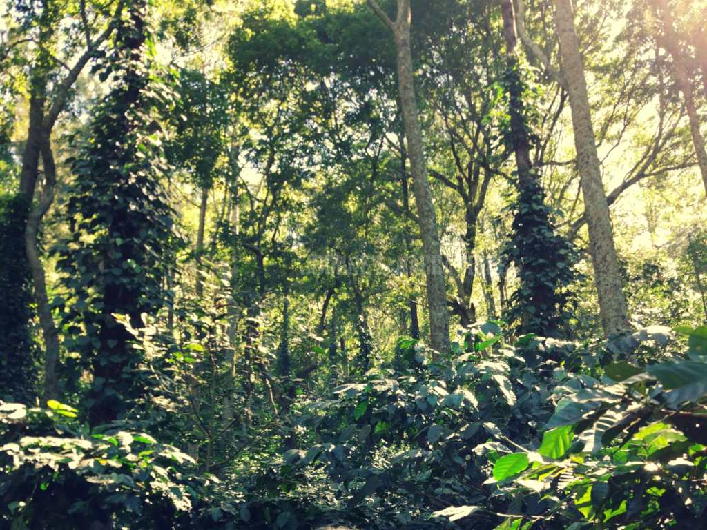Coffee Plantations in India