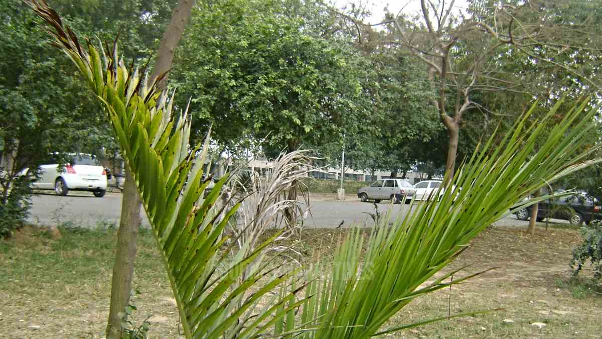 Sectors of Chandigarh