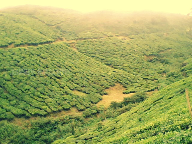 Tea plantations in India