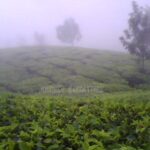Munnar