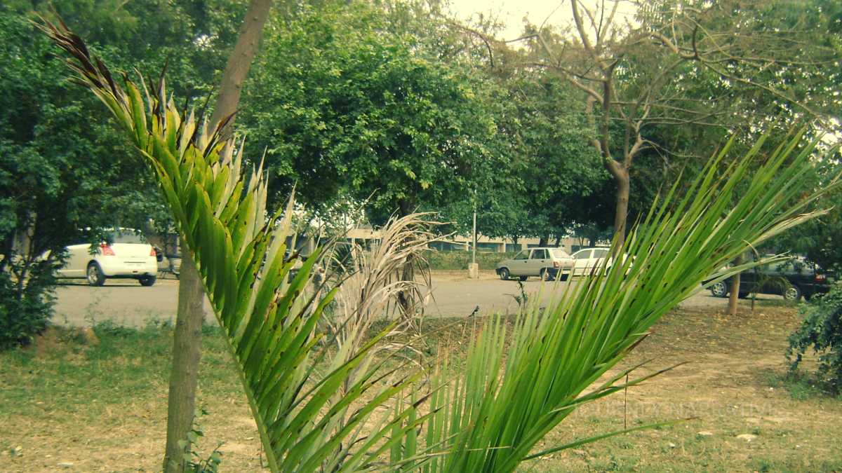 Well-planned street within Chandigarh's sector layout reflecting the city's modern urban design