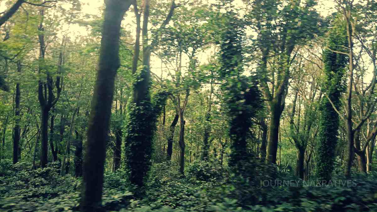 Coffee plantations in India featuring lush estates that contribute to the country's coffee heritage