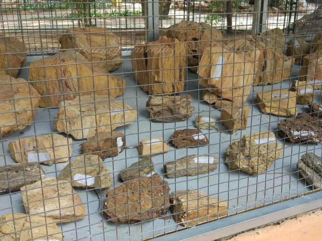 Dinosaur Park Gujarat