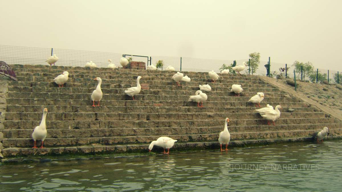 Geese resting along the lakeside at Sukhna Lake in Chandigarh during a peaceful boating experience