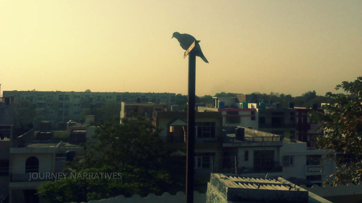 Panoramic city view from a residential balcony showcasing Chandigarh's organized urban planning and greenery