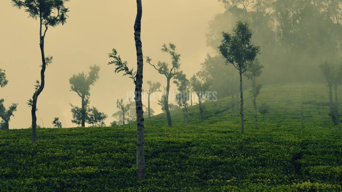 Tea and Coffee Plantations in India