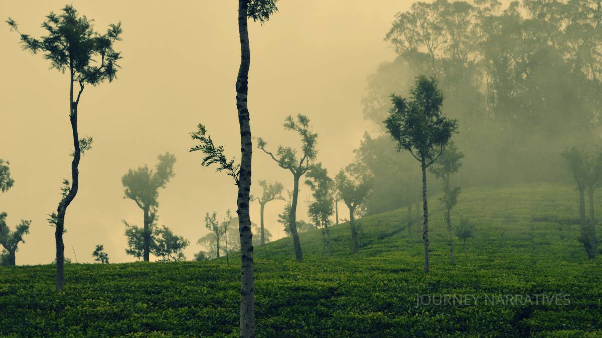 Tea and coffee plantations in India reflecting agricultural traditions and local beverage culture