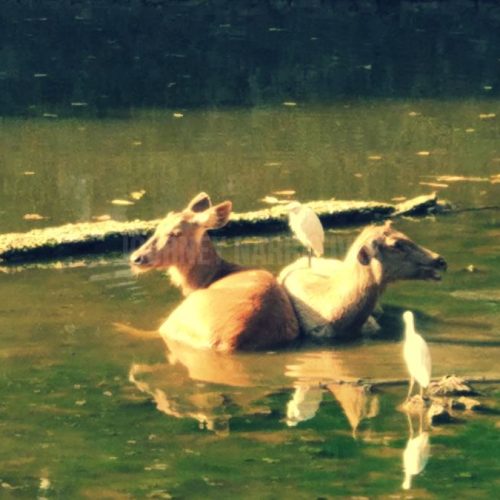 Byculla Zoo Mumbai