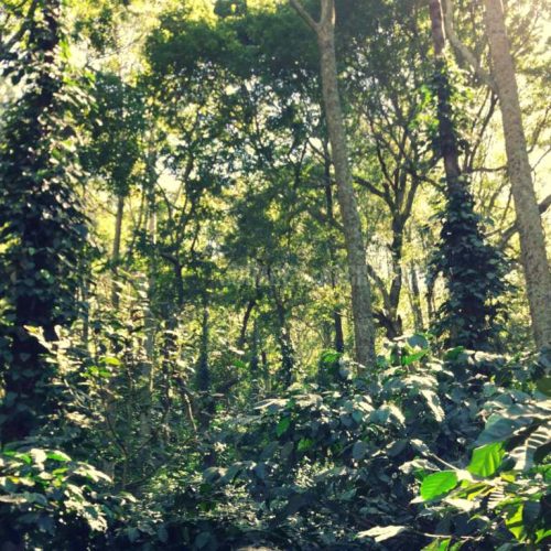 10 Must-Visit Important Coffee Plantations in India: A Journey Through the Heart of Indian Coffee