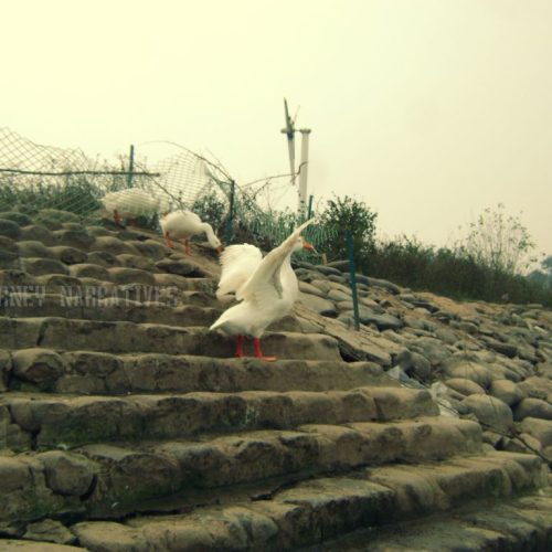 5 Reasons My Visit to Sukhna Lake in Chandigarh Was a Serene Escape into Nature