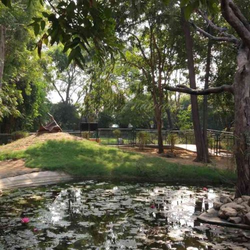 5 Amazing Highlights from My Visit to Indroda Nature Park: A Haven for Wildlife and Nature Enthusiasts