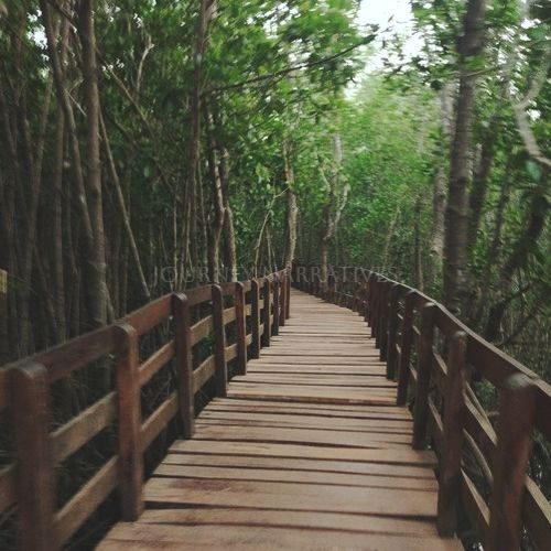 Mangrove Boardwalk – Rooted in Wonder – Plans for Discovering Beautiful Mangroves in 2024