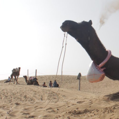 7 Amazing Things About Exploring the Osian Desert in Rajasthan from Jodhpur by Car