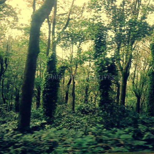 ₹1500 Yercaud Adventure: A Budget Hill Escape from Salem by Local Bus