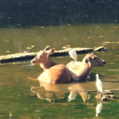 Animals bathing in a pond at Byculla Zoo, one of Mumbai's oldest zoological parks