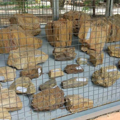 5 Fascinating Things About My Visit to the Dinosaur and Fossil Park in Gandhinagar