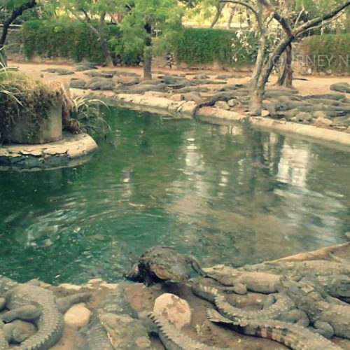 Crocodiles at Madras Crocodile Bank near Chennai, one of India's leading reptile conservation centers