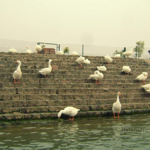 Geese resting along the lakeside at Sukhna Lake in Chandigarh during a peaceful boating experience